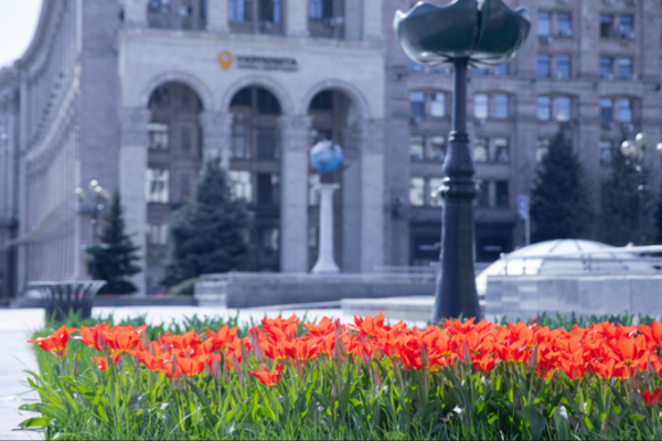 У Києві розквітли тюльпани. Ось перелік локацій, де їх можна побачити