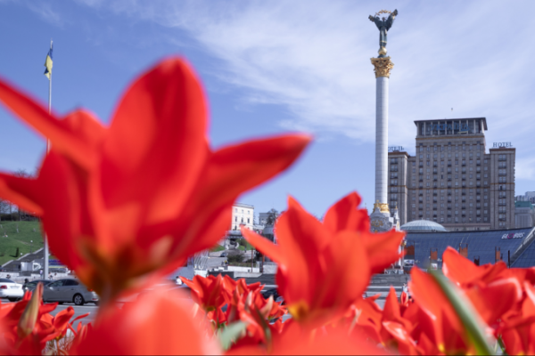 У Києві розквітли тюльпани. Ось перелік локацій, де їх можна побачити