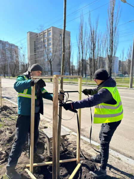 У Деснянському районі висадили алею кленів, а також черемху й барбарис у скверах. Де саме