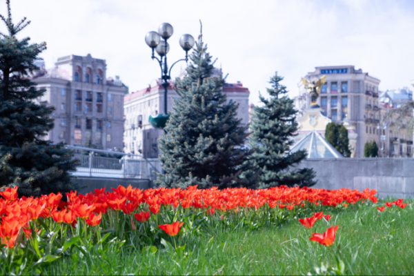 У Києві розквітли тюльпани. Ось перелік локацій, де їх можна побачити