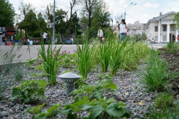 Перші дощові садки почали створювати в Києві