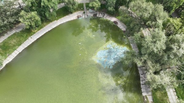 Озеро на Південній Борщагівці вкрилось синіми плямами. КП «Плесо» зʼясовує причини забруднення