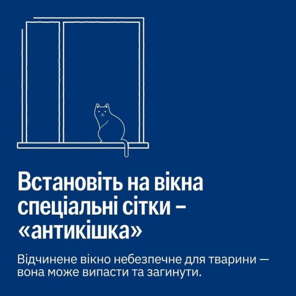 Як запобігти перегріву та зневодненню тварин під час сильної спеки – поради UAnimals