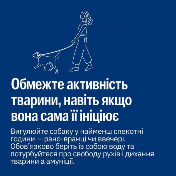 Як запобігти перегріву та зневодненню тварин під час сильної спеки – поради UAnimals