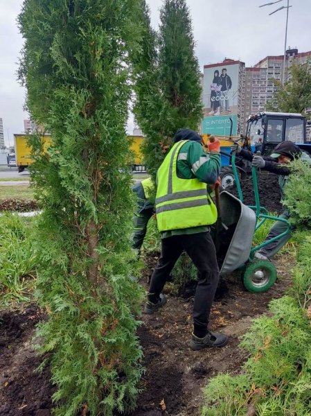 Уздовж дороги на проспекті Бажана висадили вічнозелені туї. Вони більш стійкі до диму