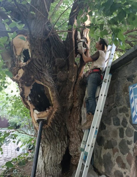 Двохсотрічну шовковицю у Києві вилікували. Це було прохання Романа Ратушного