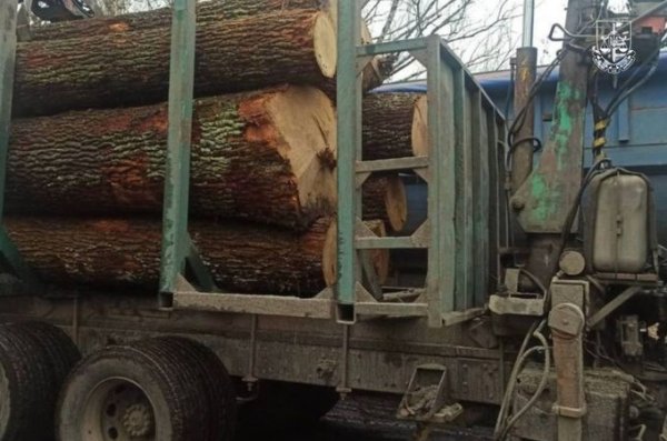 У Чорнобильському заповіднику незаконно вирубували 100-річні дерева