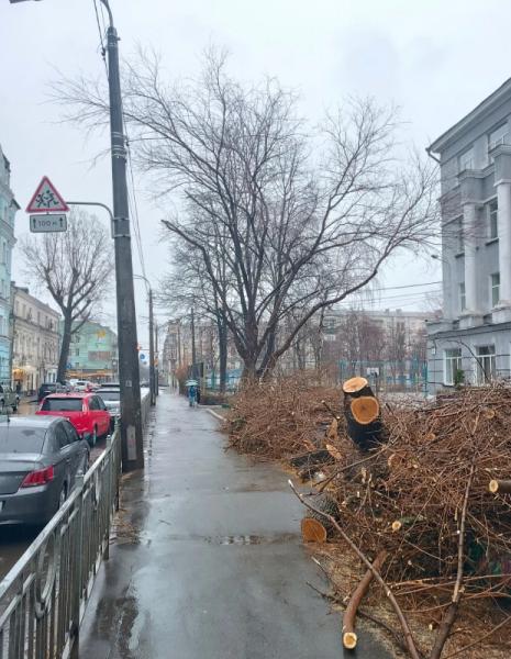 На Подолі зрізали 72-річну шовковицю, бо вона нібито була аварійною. Що каже арборист