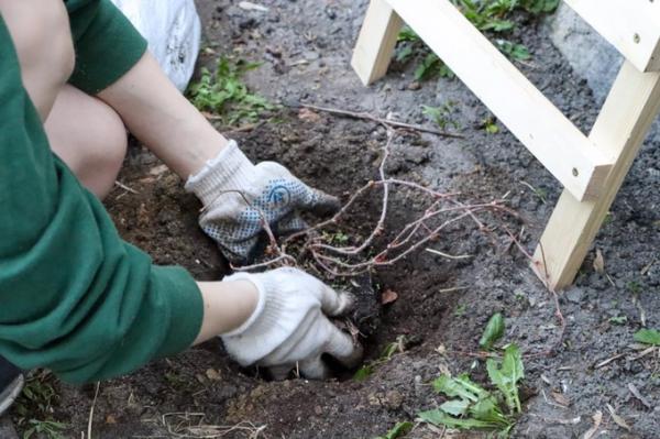 Біля Міського театру в Києві висадили в’юнкий виноград