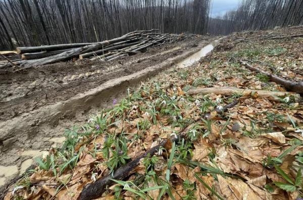 У Карпатах планують побудувати лісову автодорогу. Через це знищать частину пралісів