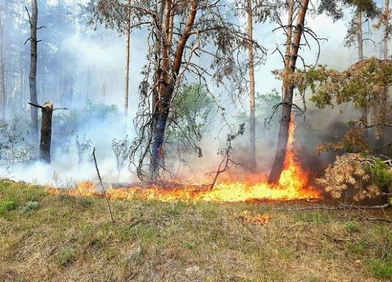 У лісах на Харківщині спалахнули пожежі через обстріли. Місцевих жителів евакуюють
