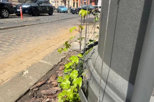 У центрі Львова висадять в’юнкі рослини, щоб вони заплели металеві підстанції