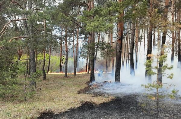 У лісах на Харківщині спалахнули пожежі через обстріли. Місцевих жителів евакуюють
