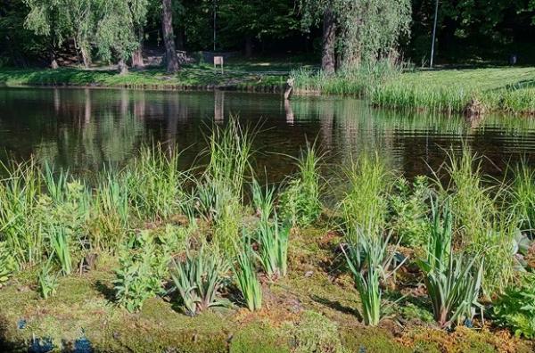 У київських парках з’явились плавучі острови. Вони очищують воду і стримують ріст водоростей