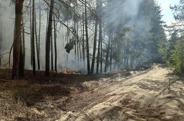 У лісах на Харківщині спалахнули пожежі через обстріли. Місцевих жителів евакуюють