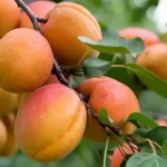 Фрукти можуть подорожчати на 30%