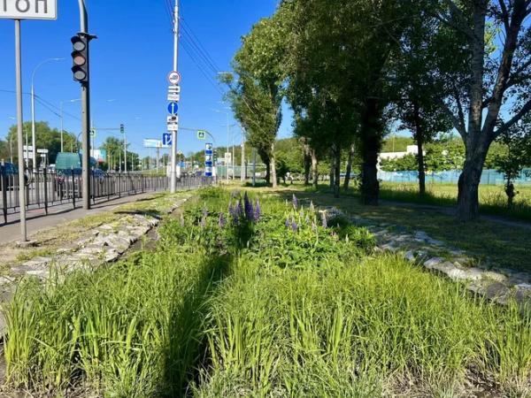 На Володимирській гірці та Контрактовій площі. Нові дощові садки облаштують у 2025 році