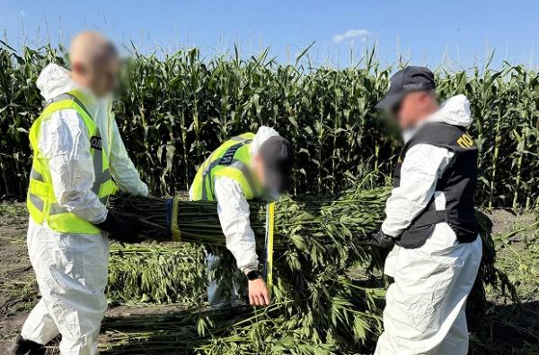 Поліція знищила понад 21 тисячу кущів конопель і маку на понад 200 мільйонів гривень