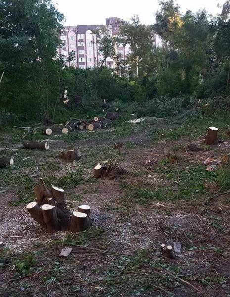 На Совських ставках вирубали 46 дерев