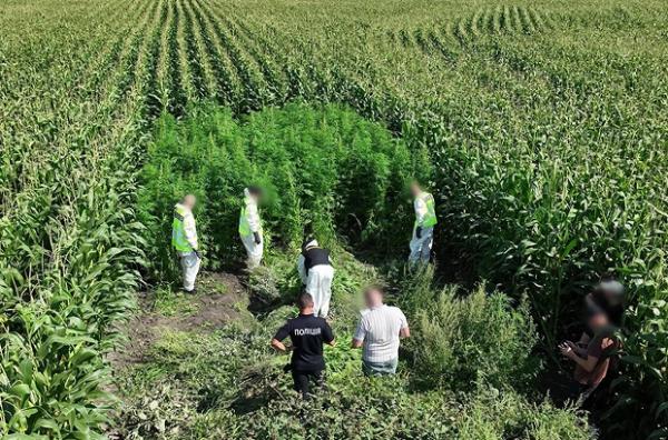 Поліція знищила понад 21 тисячу кущів конопель і маку на понад 200 мільйонів гривень