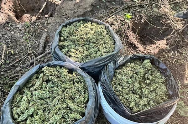 Поліція знищила понад 21 тисячу кущів конопель і маку на понад 200 мільйонів гривень