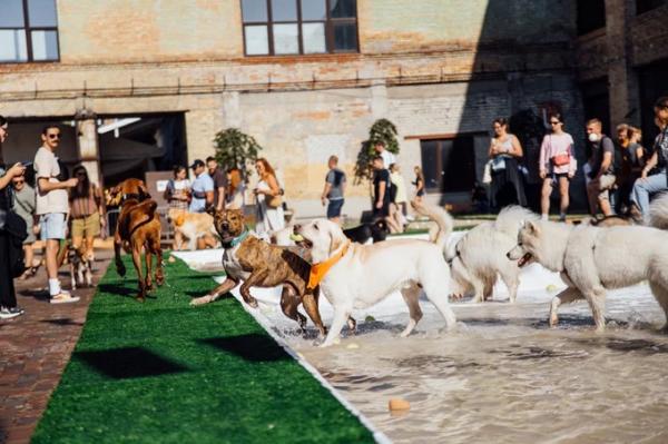 Собаче SPA та стендап для петперентів: на Арт-заводі Платформа втретє відбудеться PesDay