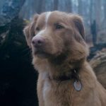 Фільм жахів «Хороший хлопчик» (Good Boy) виходить в український прокат 9 жовтня 2025 року і вже став сенсацією на фестивалі SXSW
