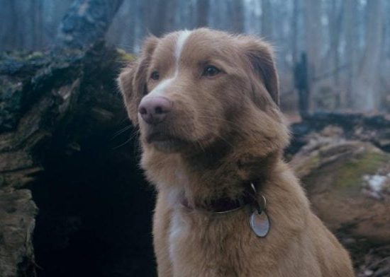 Фільм жахів «Хороший хлопчик» (Good Boy) виходить в український прокат 9 жовтня 2025 року і вже став сенсацією на фестивалі SXSW