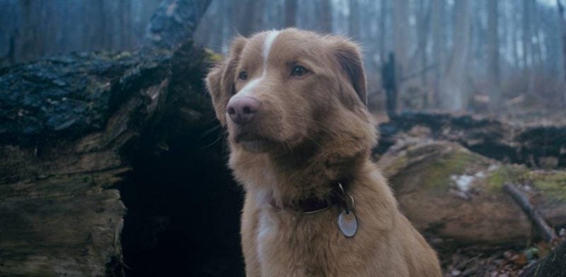 Фільм жахів «Хороший хлопчик» (Good Boy) виходить в український прокат 9 жовтня 2025 року і вже став сенсацією на фестивалі SXSW