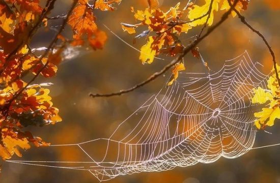 Незабаром на території України очікується значне потепління, яке принесе довгоочікуване бабине літо