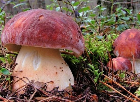 Відкрийте для себе найкращі місця для збору грибів у Карпатах у 2025 році. Дізнайтеся, де ростуть білі гриби, лисички, підберезники та навіть карпатський трюфель — Кривопільський перевал, Бангофа, Царівка, Бескиди, Полонина Дуконя та Закарпаття.